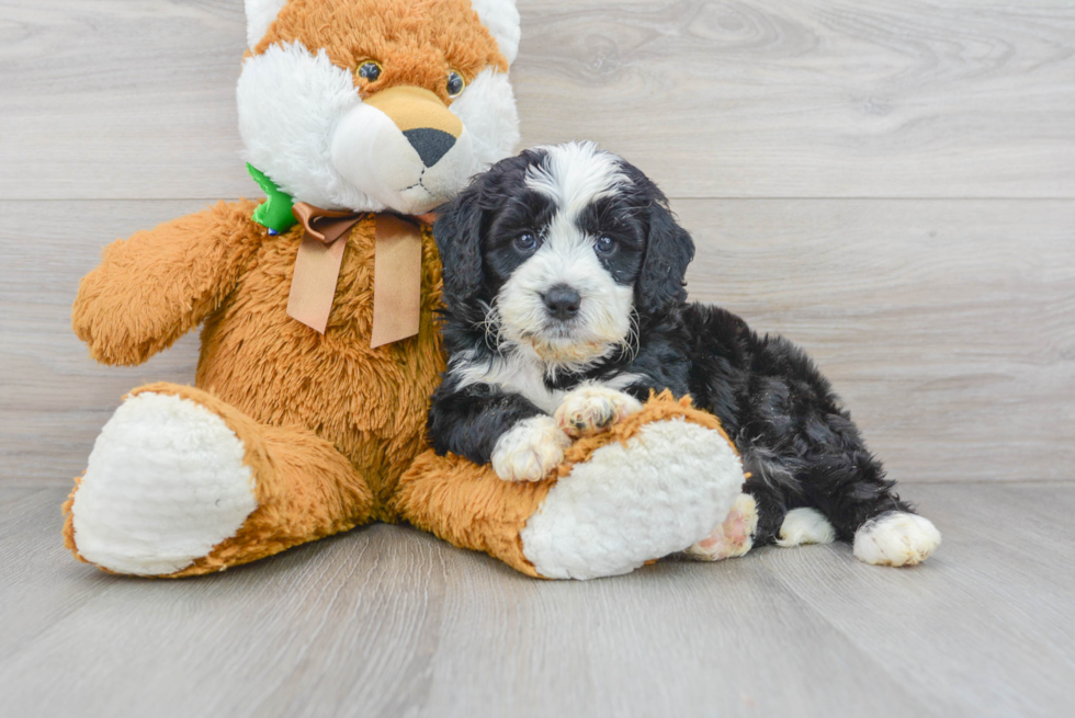 Cute Mini Bernedoodle Baby