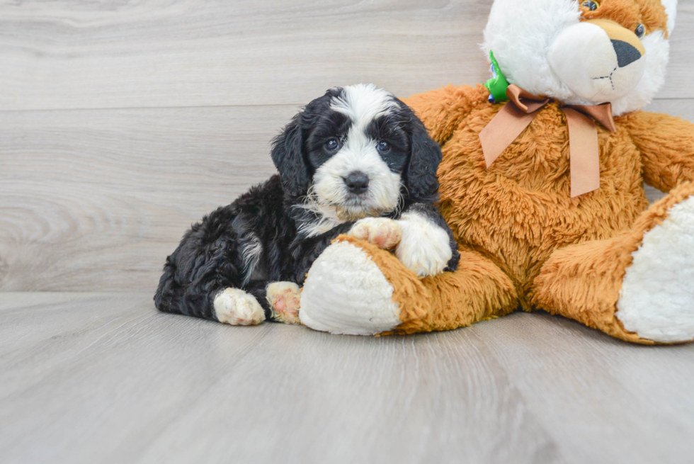 Mini Bernedoodle Puppy for Adoption