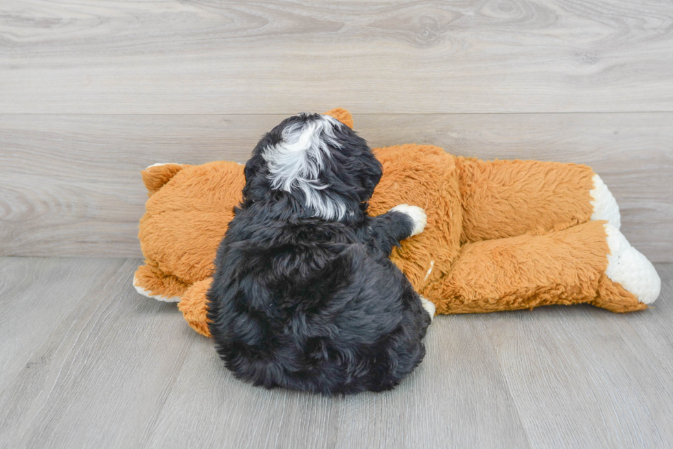 Smart Mini Bernedoodle Poodle Mix Pup