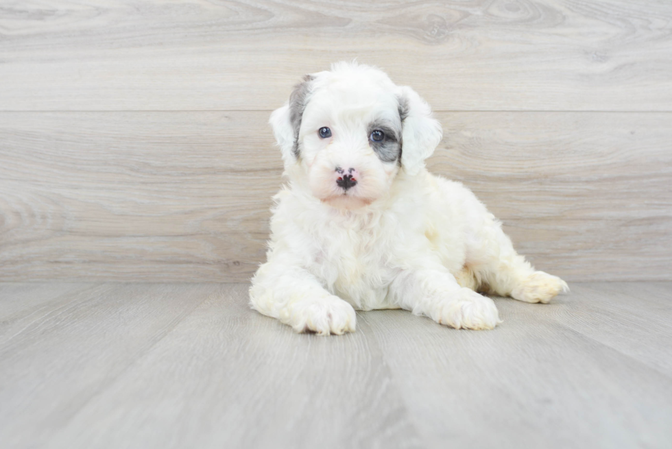 Mini Bernedoodle Puppy for Adoption