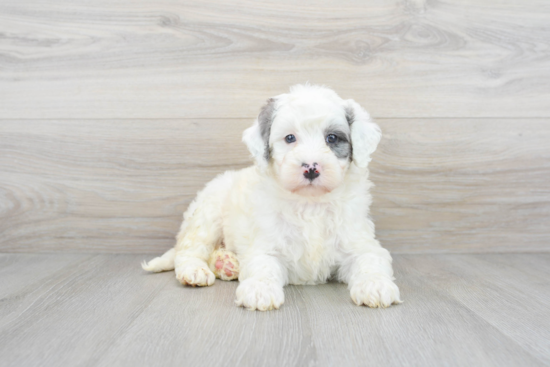 Best Mini Bernedoodle Baby