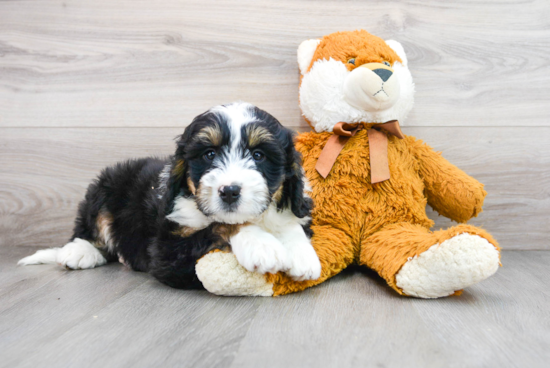 Best Mini Bernedoodle Baby