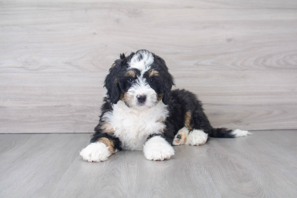 Little Mini Berniedoodle Poodle Mix Puppy