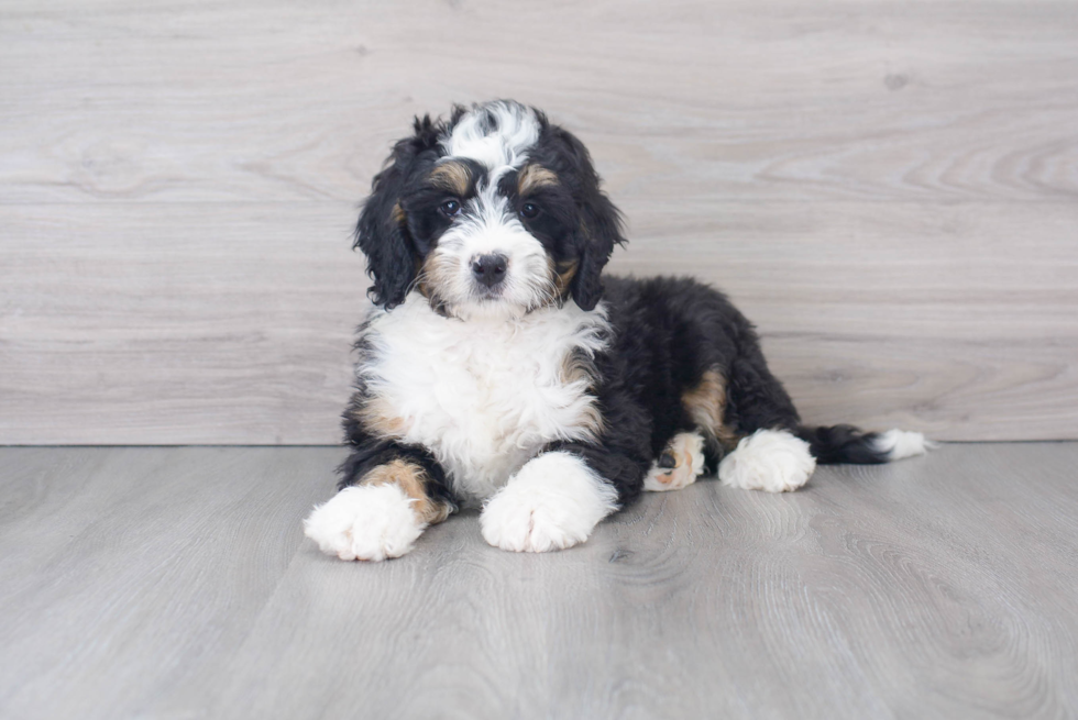 Mini Bernedoodle Pup Being Cute