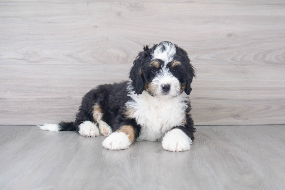 Playful Mini Berniedoodle Poodle Mix Puppy