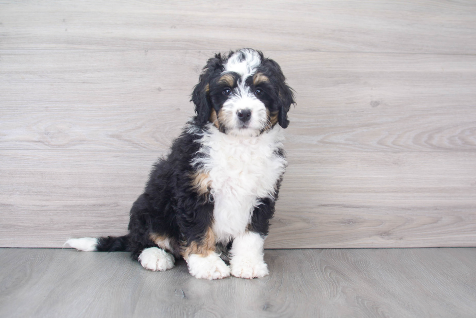 Mini Bernedoodle Puppy for Adoption