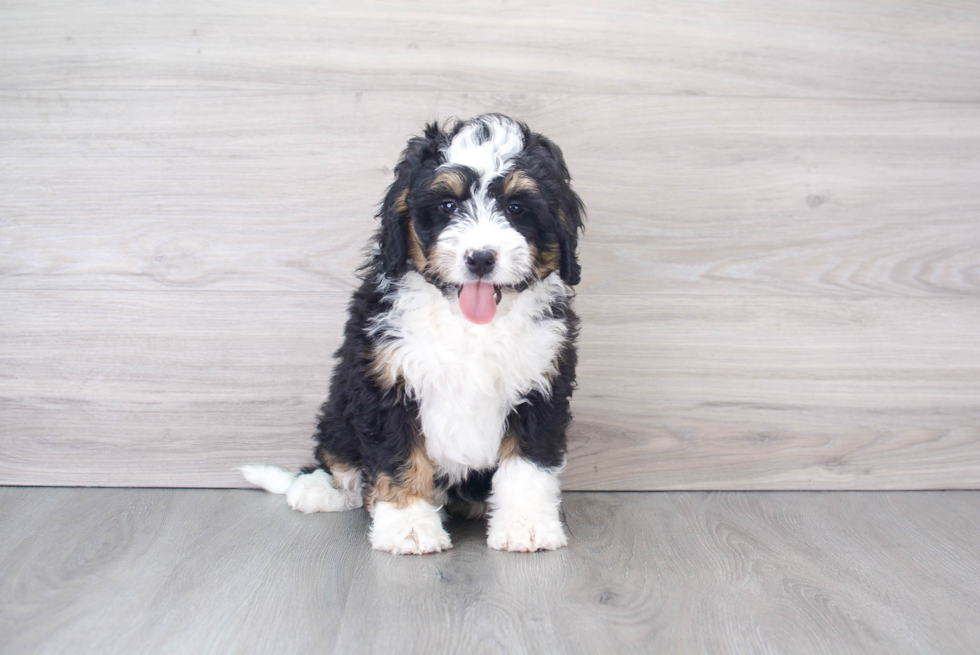 Happy Mini Bernedoodle Baby