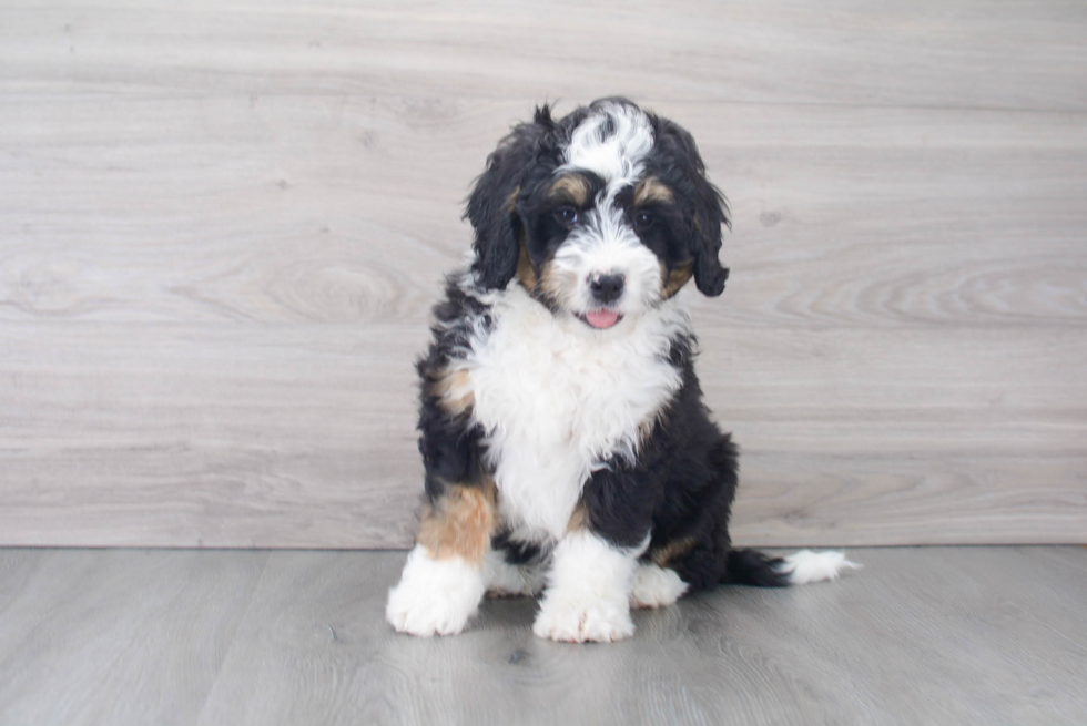 Smart Mini Bernedoodle Poodle Mix Pup