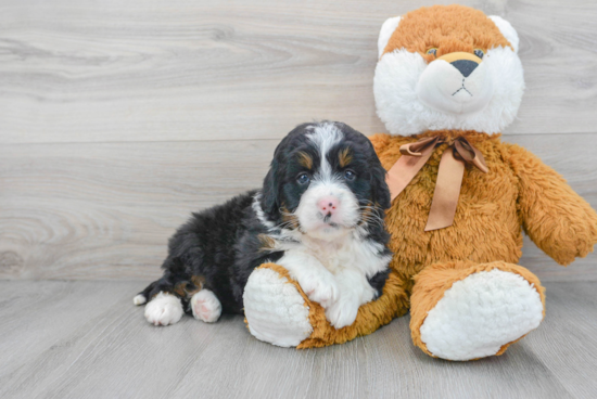 Best Mini Bernedoodle Baby