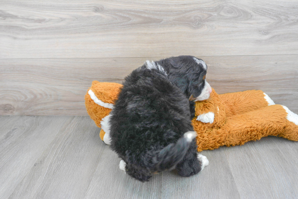 Best Mini Bernedoodle Baby