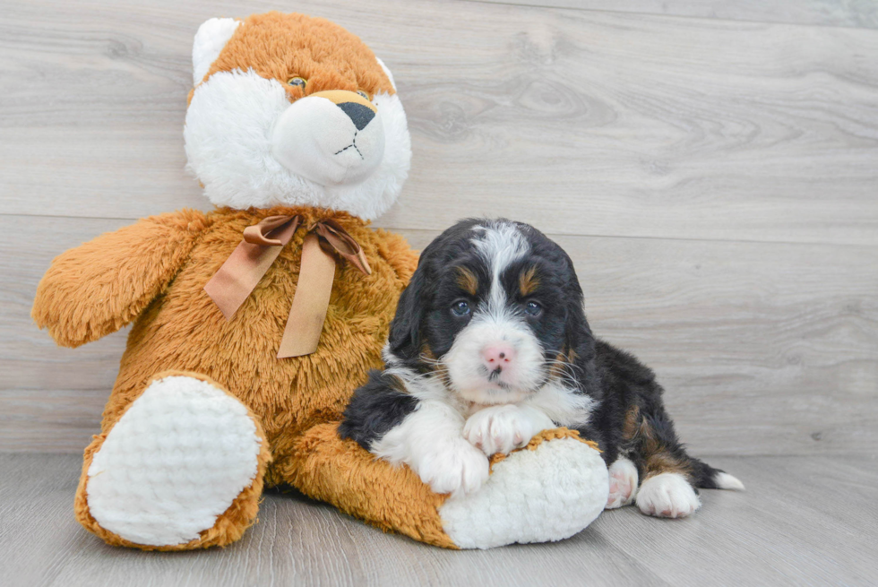 Energetic Mini Berniedoodle Poodle Mix Puppy