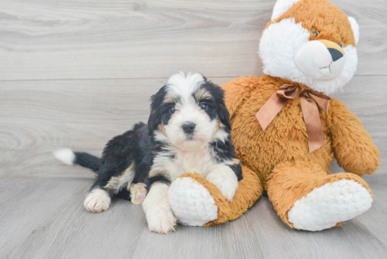 Playful Bernadoodle Poodle Mix Puppy