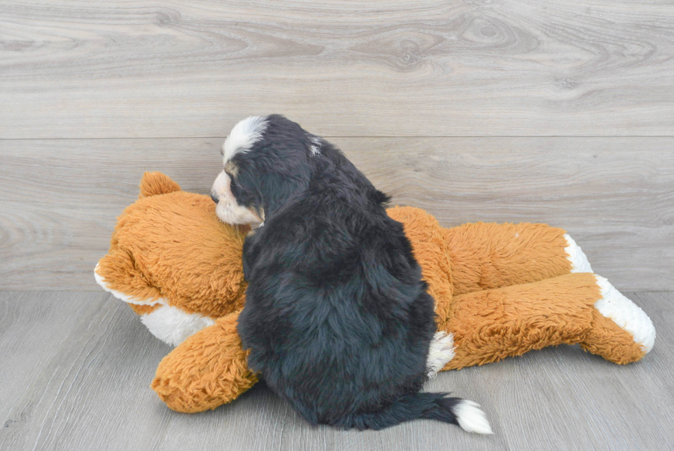 Energetic Bernadoodle Poodle Mix Puppy