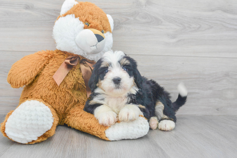 Petite Mini Bernedoodle Poodle Mix Pup