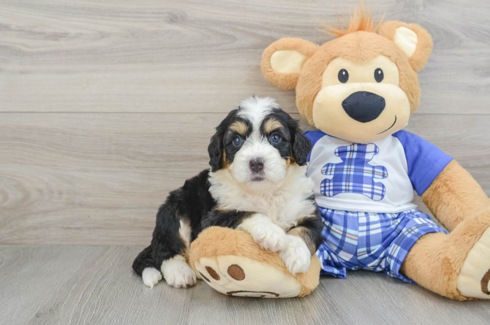 5 week old Mini Bernedoodle Puppy For Sale - Premier Pups