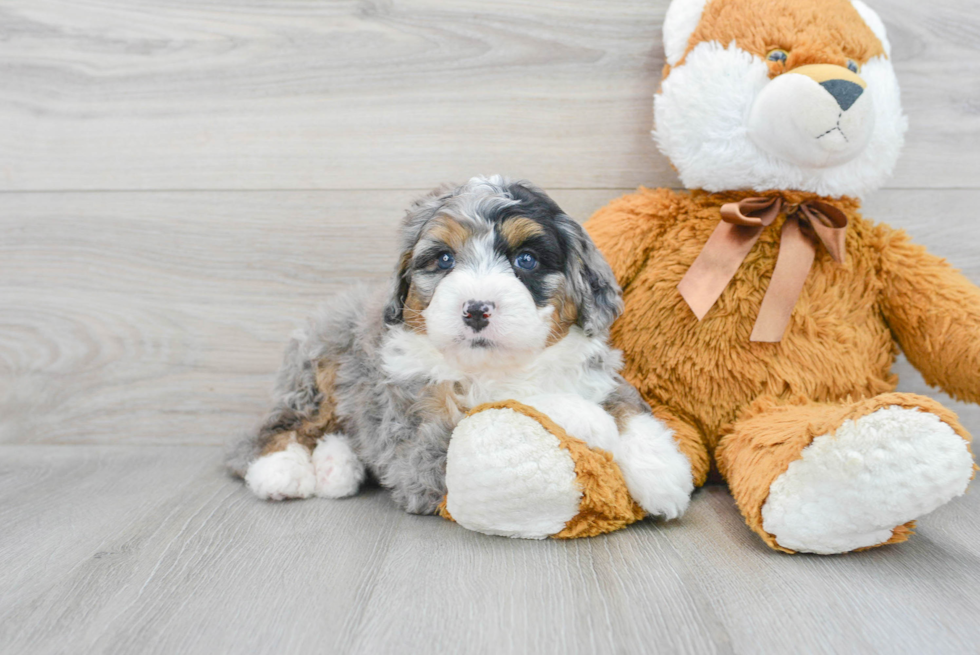 Mini Bernedoodle Puppy for Adoption