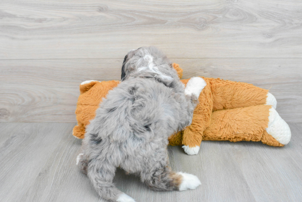 Petite Mini Bernedoodle Poodle Mix Pup