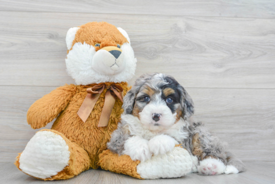 Mini Bernedoodle Pup Being Cute