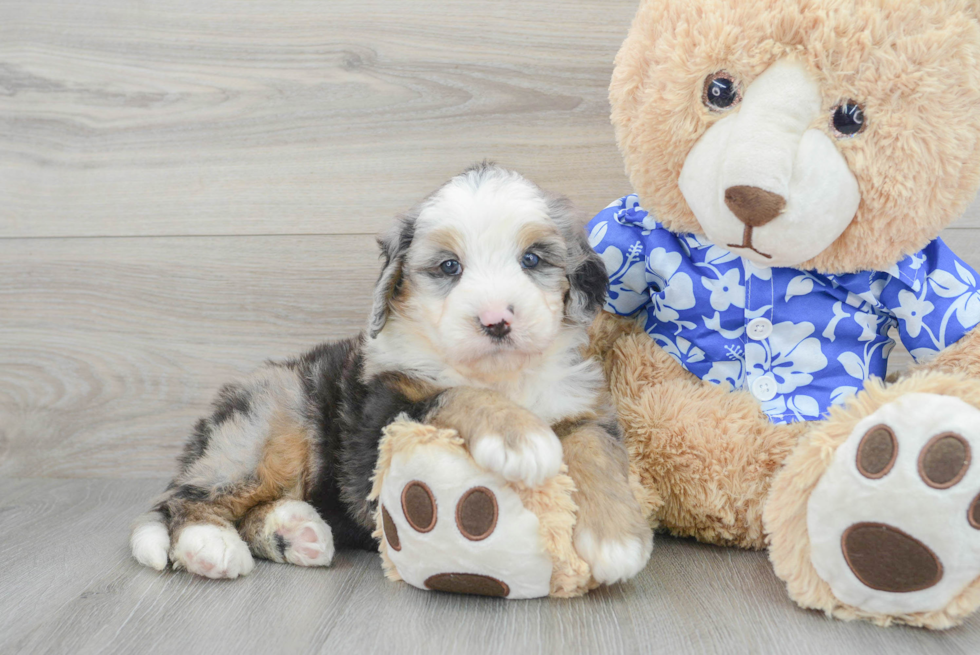 Mini Bernedoodle Pup Being Cute