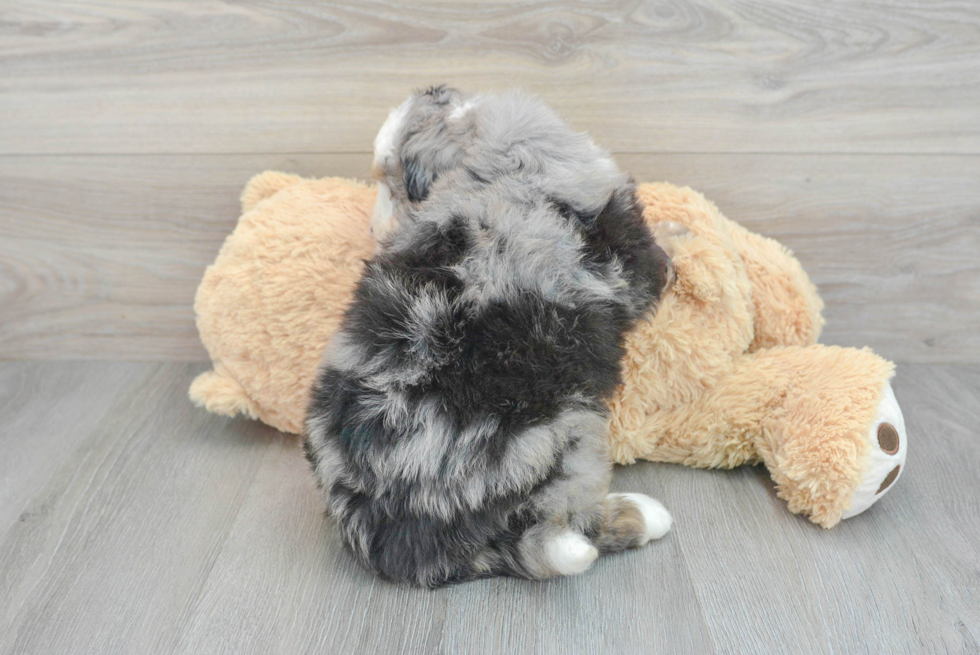 Small Mini Bernedoodle Baby