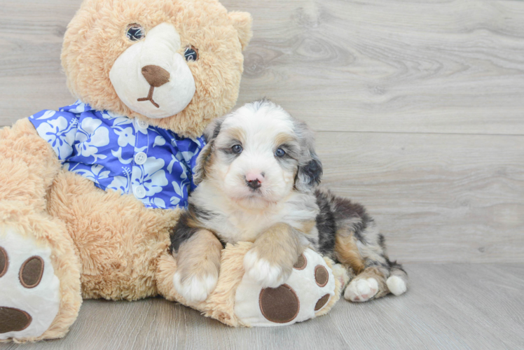 Small Mini Bernedoodle Baby