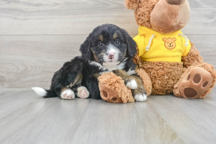 Mini Bernedoodle Pup Being Cute