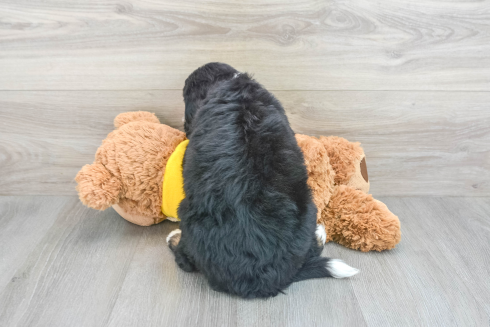 Friendly Mini Bernedoodle Baby