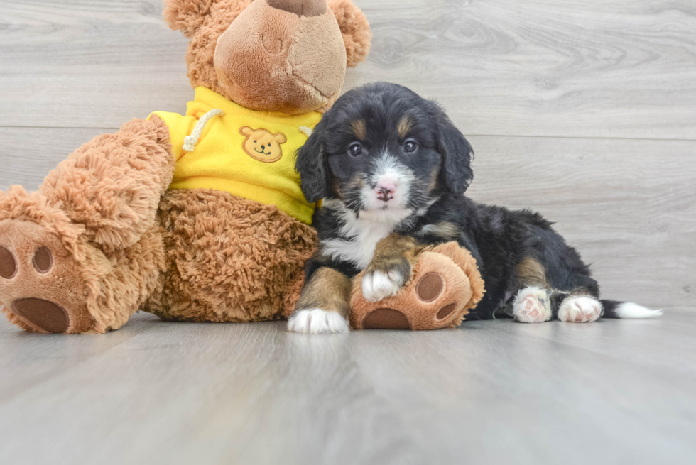 Adorable Mini Berniedoodle Poodle Mix Puppy