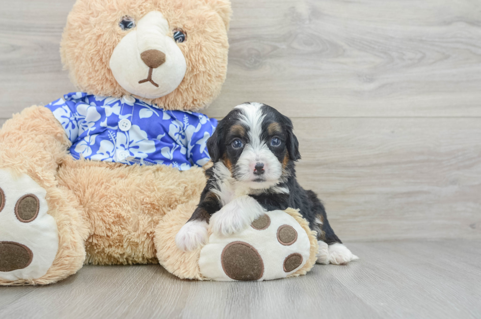 6 week old Mini Bernedoodle Puppy For Sale - Premier Pups