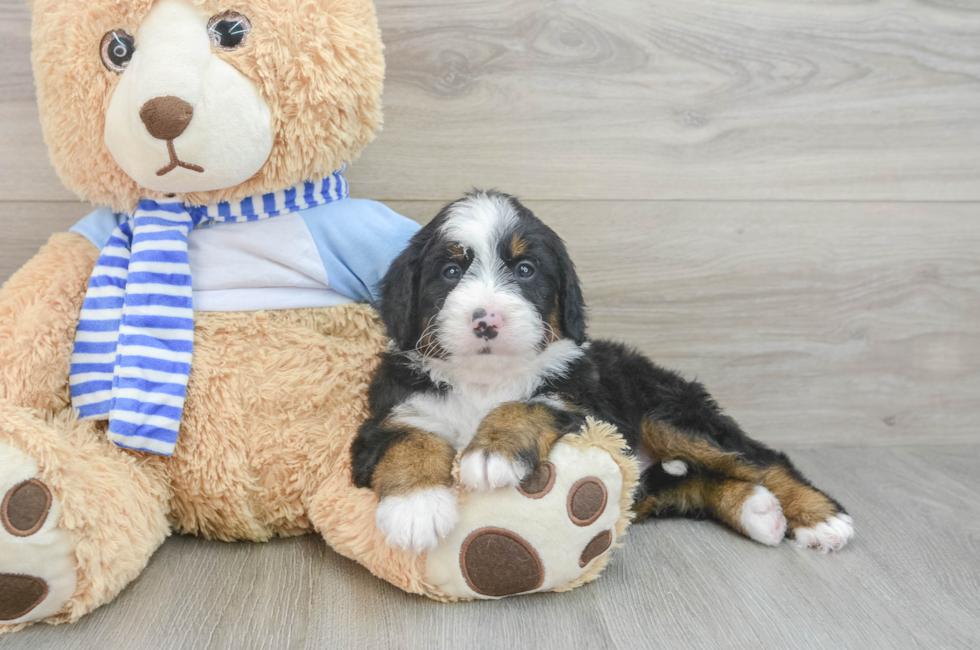 6 week old Mini Bernedoodle Puppy For Sale - Premier Pups