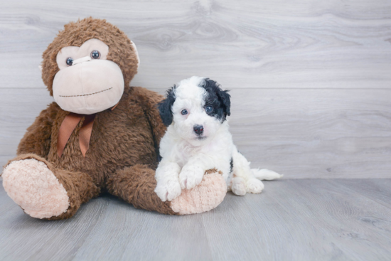 Sweet Mini Bernedoodle Baby