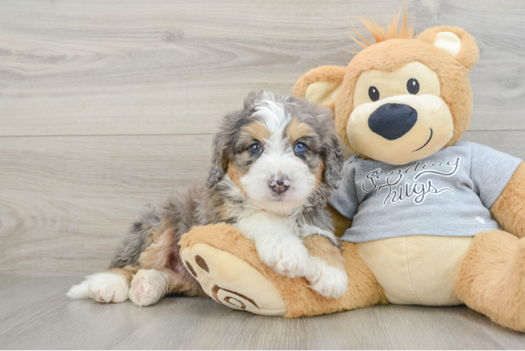 Mini Bernedoodle Puppy for Adoption