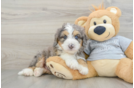 Mini Bernedoodle Puppy for Adoption