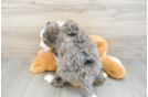 Hypoallergenic Mini Bernesedoodle Poodle Mix Puppy