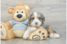 Mini Bernedoodle Puppy for Adoption
