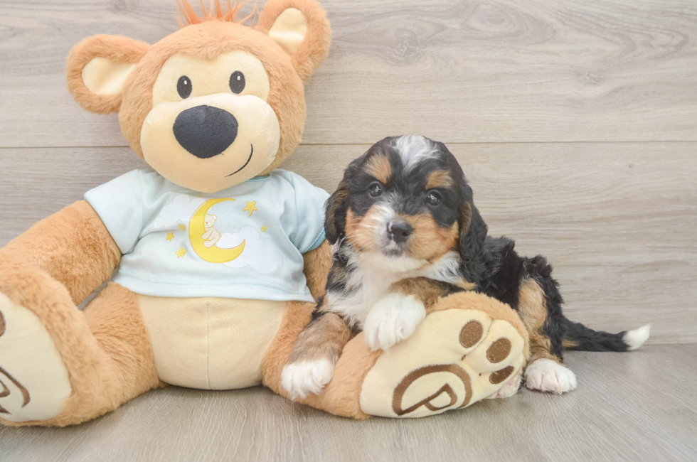 5 week old Mini Bernedoodle Puppy For Sale - Premier Pups