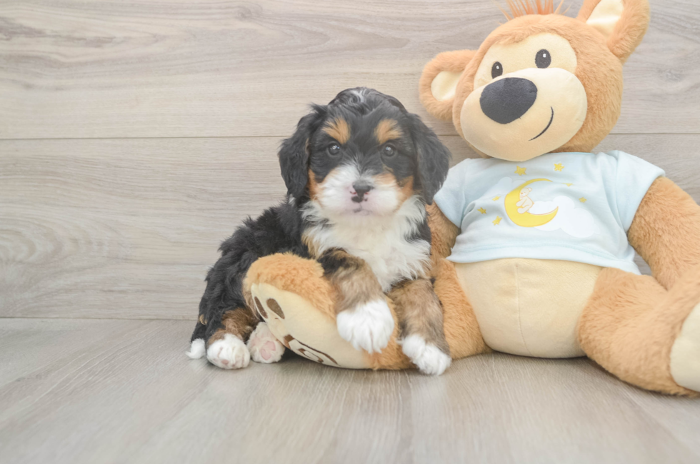 5 week old Mini Bernedoodle Puppy For Sale - Premier Pups