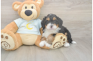 Mini Bernedoodle Puppy for Adoption
