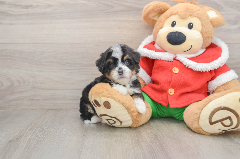 5 week old Mini Bernedoodle Puppy For Sale - Premier Pups