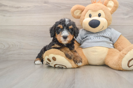Mini Bernedoodle Puppy for Adoption