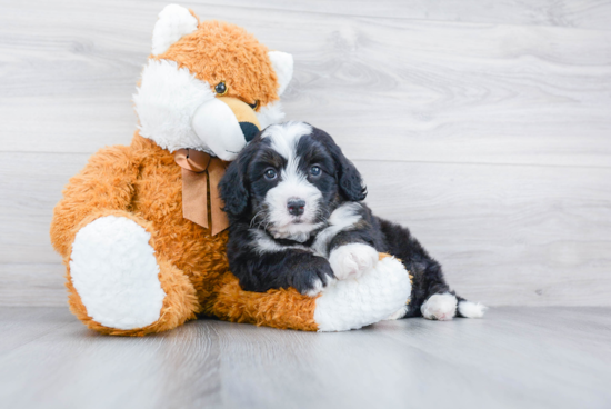 Popular Mini Bernedoodle Poodle Mix Pup