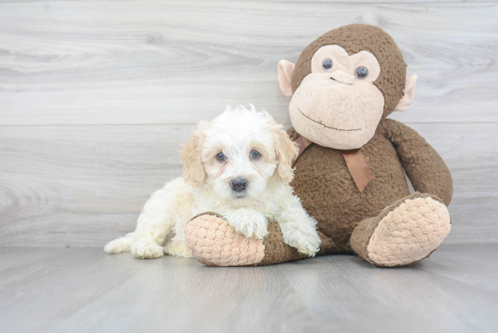 Best Mini Bernedoodle Baby