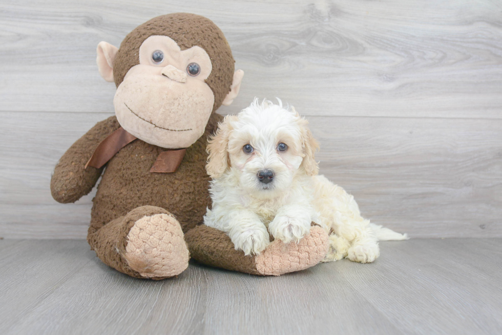 Hypoallergenic Bernadoodle Poodle Mix Puppy