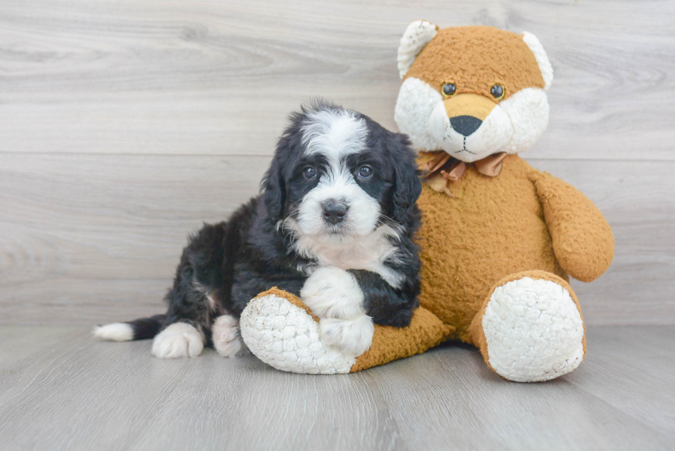 Sweet Mini Bernedoodle Baby