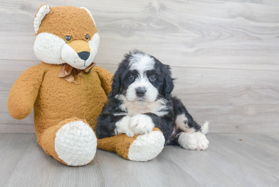 Best Mini Bernedoodle Baby