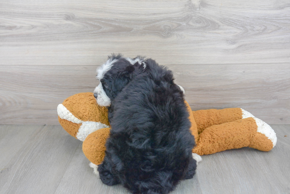 Mini Bernedoodle Pup Being Cute