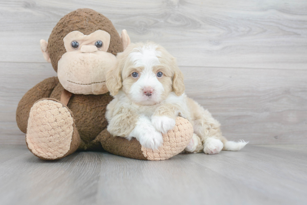 Mini Bernedoodle Puppy for Adoption