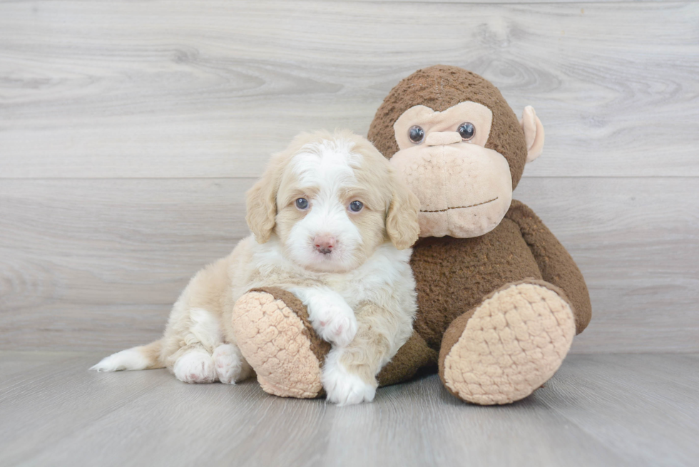 Mini Bernedoodle Puppy for Adoption