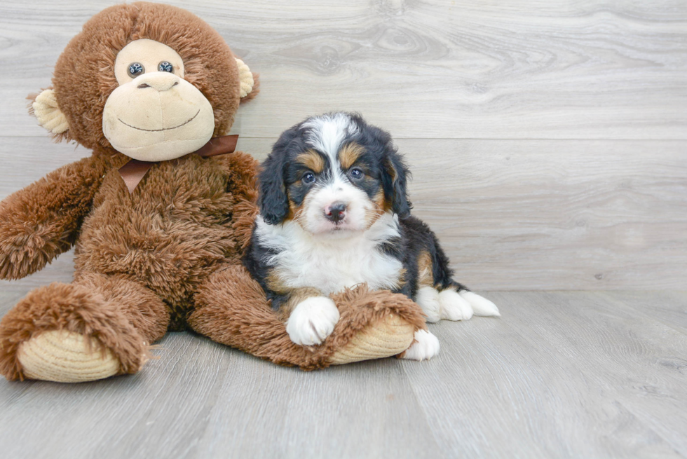 Hypoallergenic Bernadoodle Poodle Mix Puppy