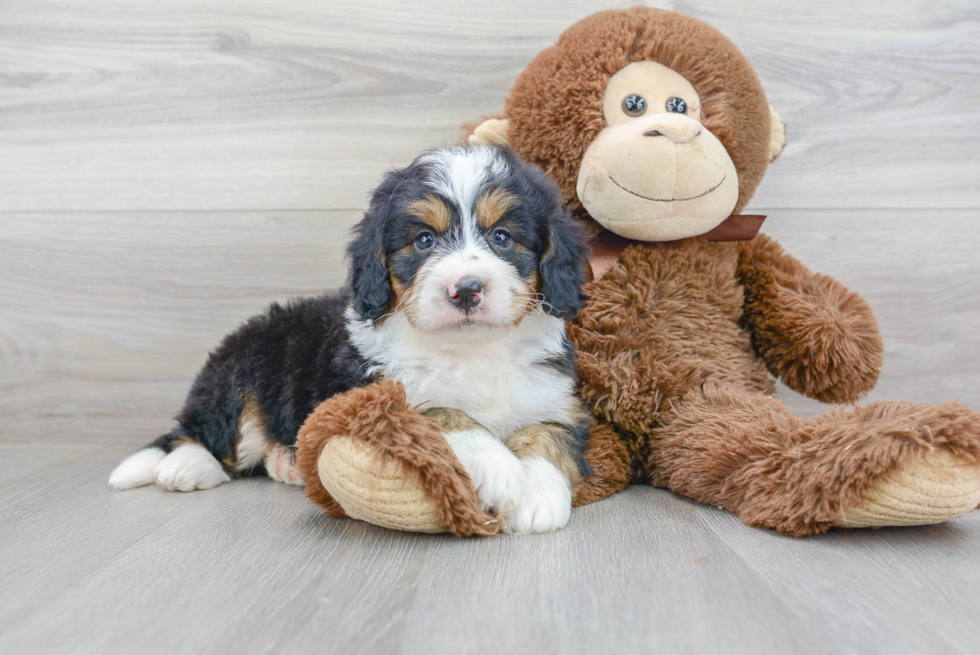 Mini Bernedoodle Puppy for Adoption